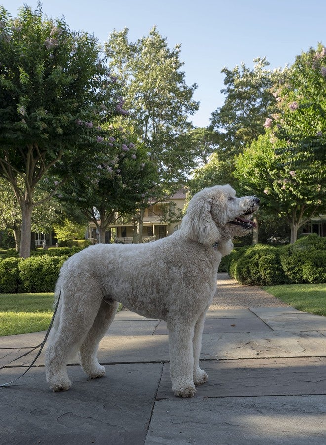 كانتري بروك ديزاين طوق كلب فاخر بنقشة بيزلي زاهية من كانتري بروك بيتز - مجموعة بيزلي بتصاميم أنيقة (1 بوصة، متوسط) - Image 2